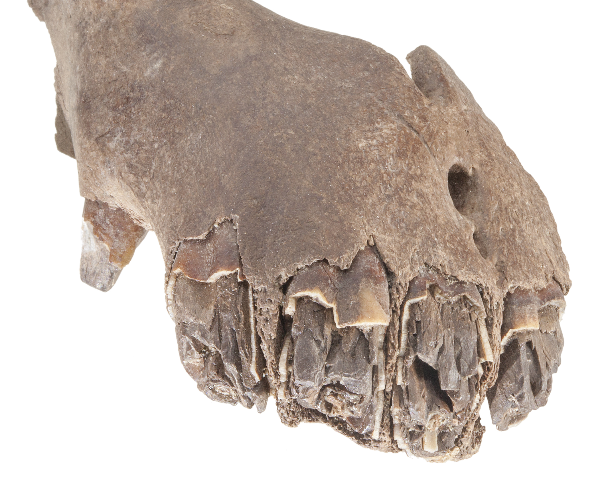 Esqueleto de mandíbula de un caballo