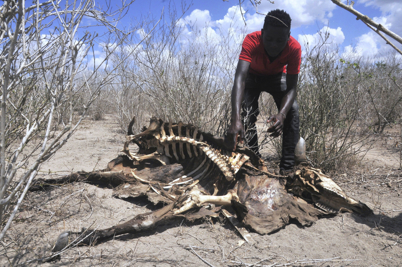 Toter Tierkadaver in Kenia