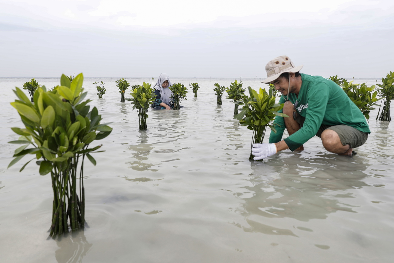 Persone piantano mangrovie