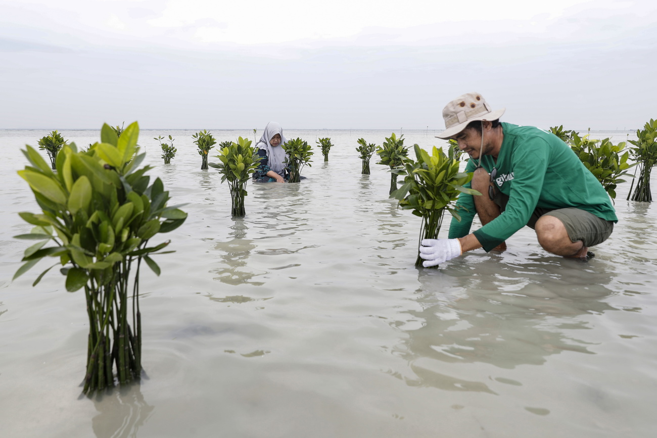 Un hombre planta arbustos en un manglar.