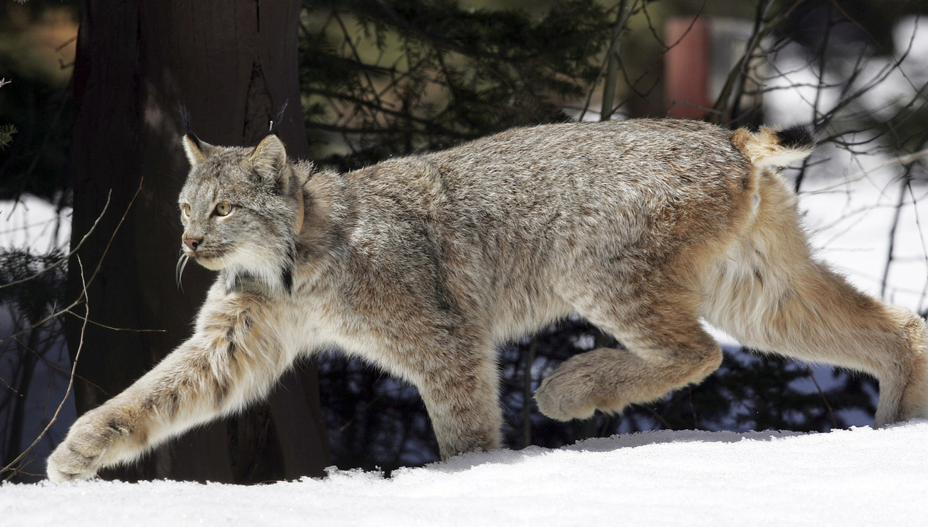 Lynx walking through snow