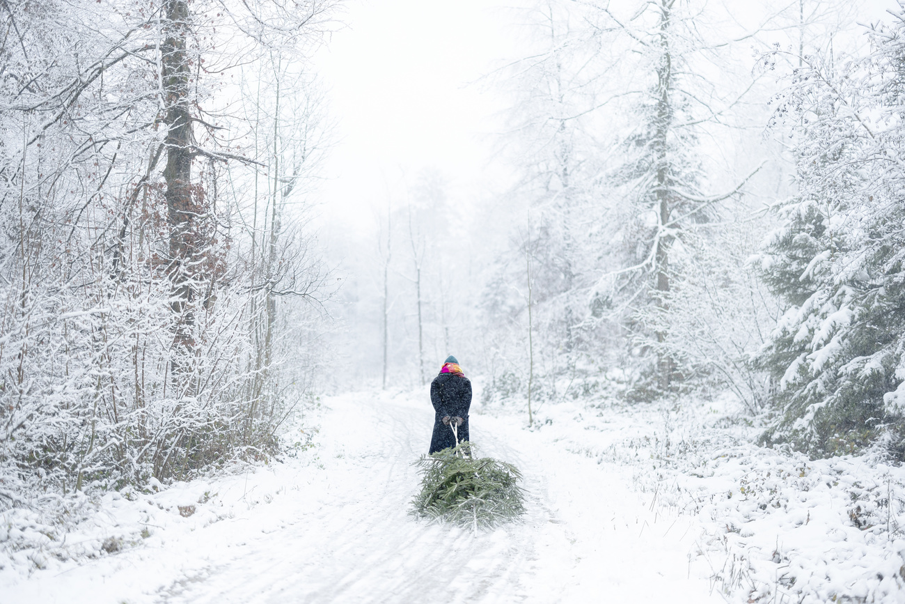Una mujer arrastra un árbol de Navidad en un bosque nevado.
