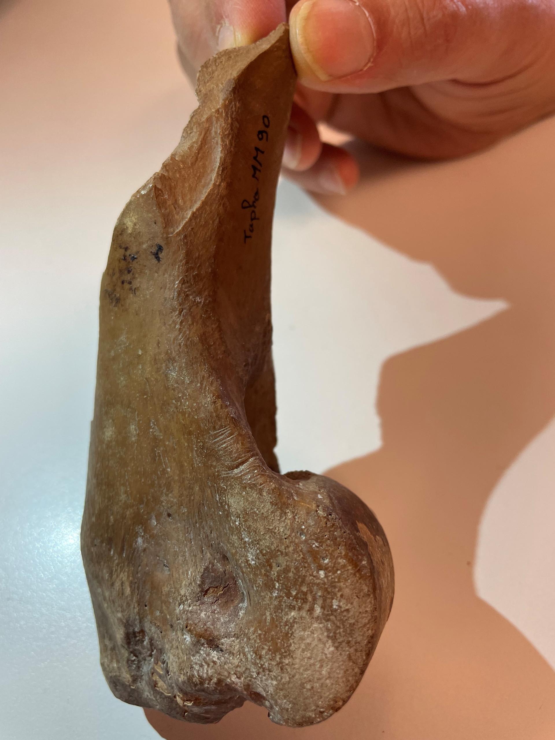 mano che tiene un pezzo di osso