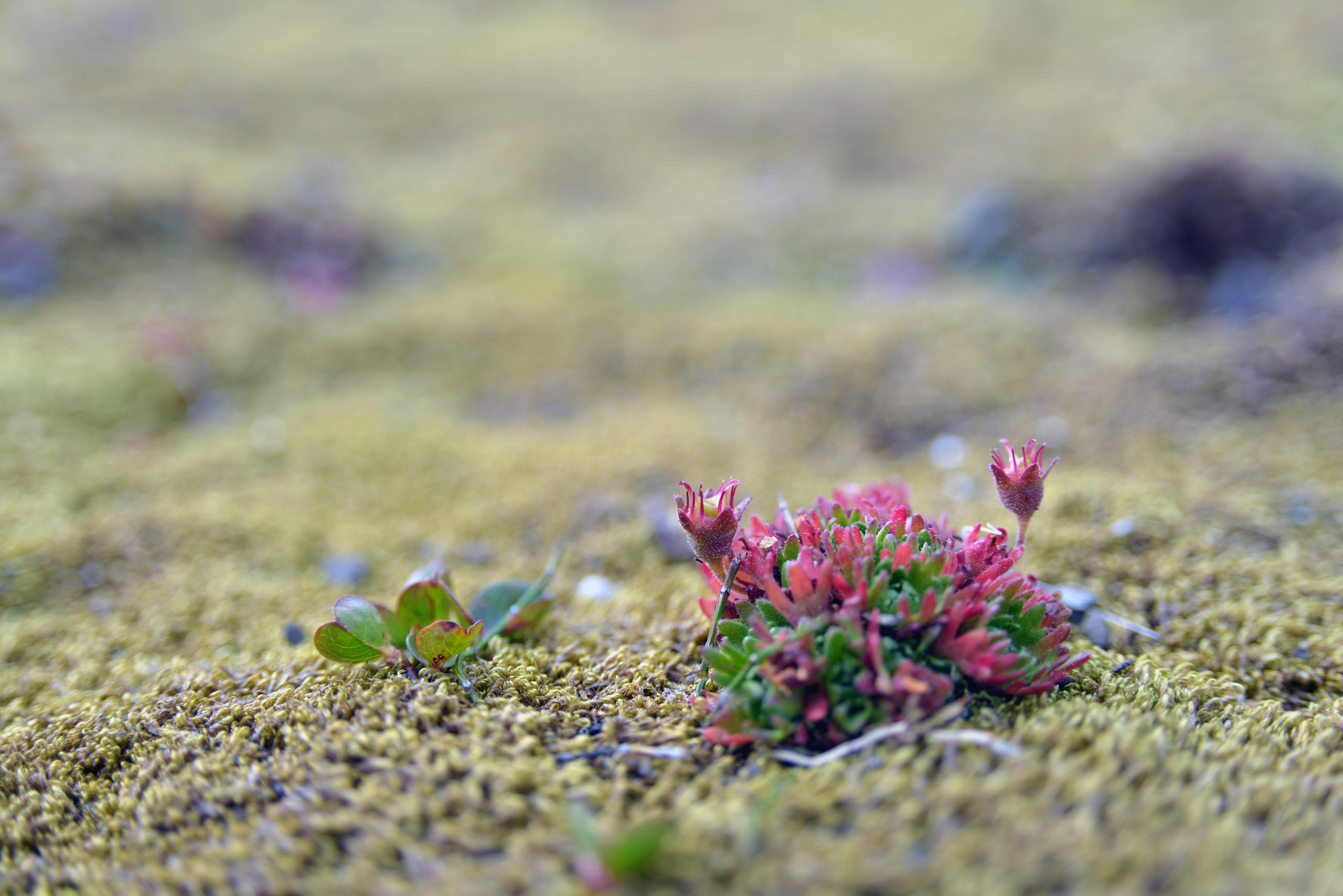 Saxifraga cespitosa