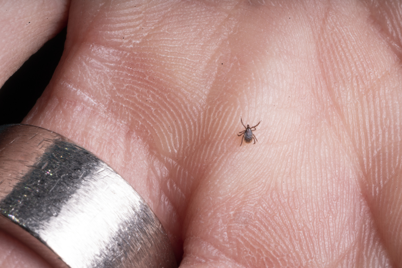 zecca sul palmo di una mano