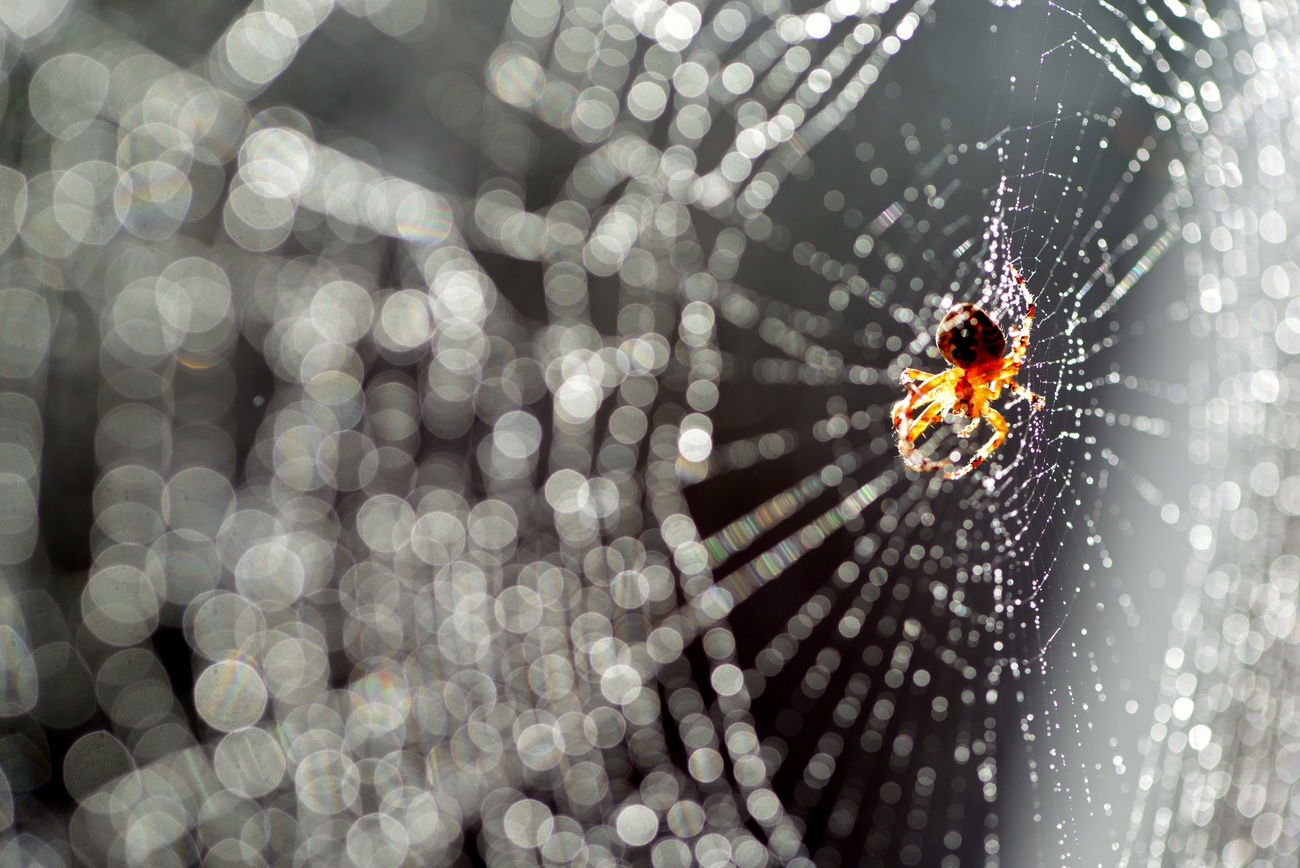 A spider sits in a web, which is covered with waterdrops from a sprinkler, 01 September 2015.