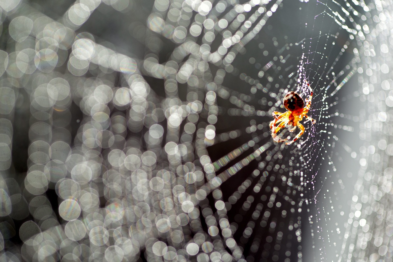 araña en tela de araña