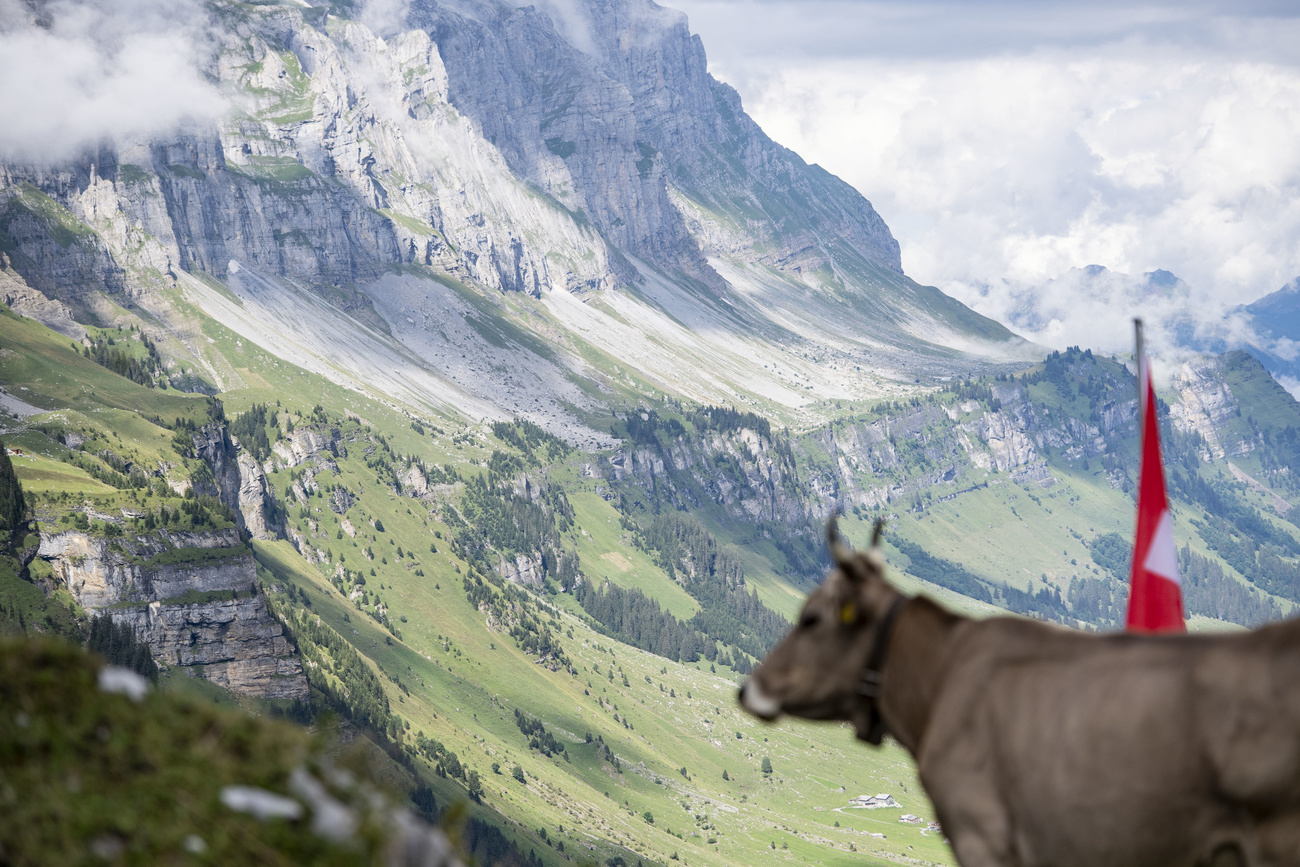 Cow in the Alps