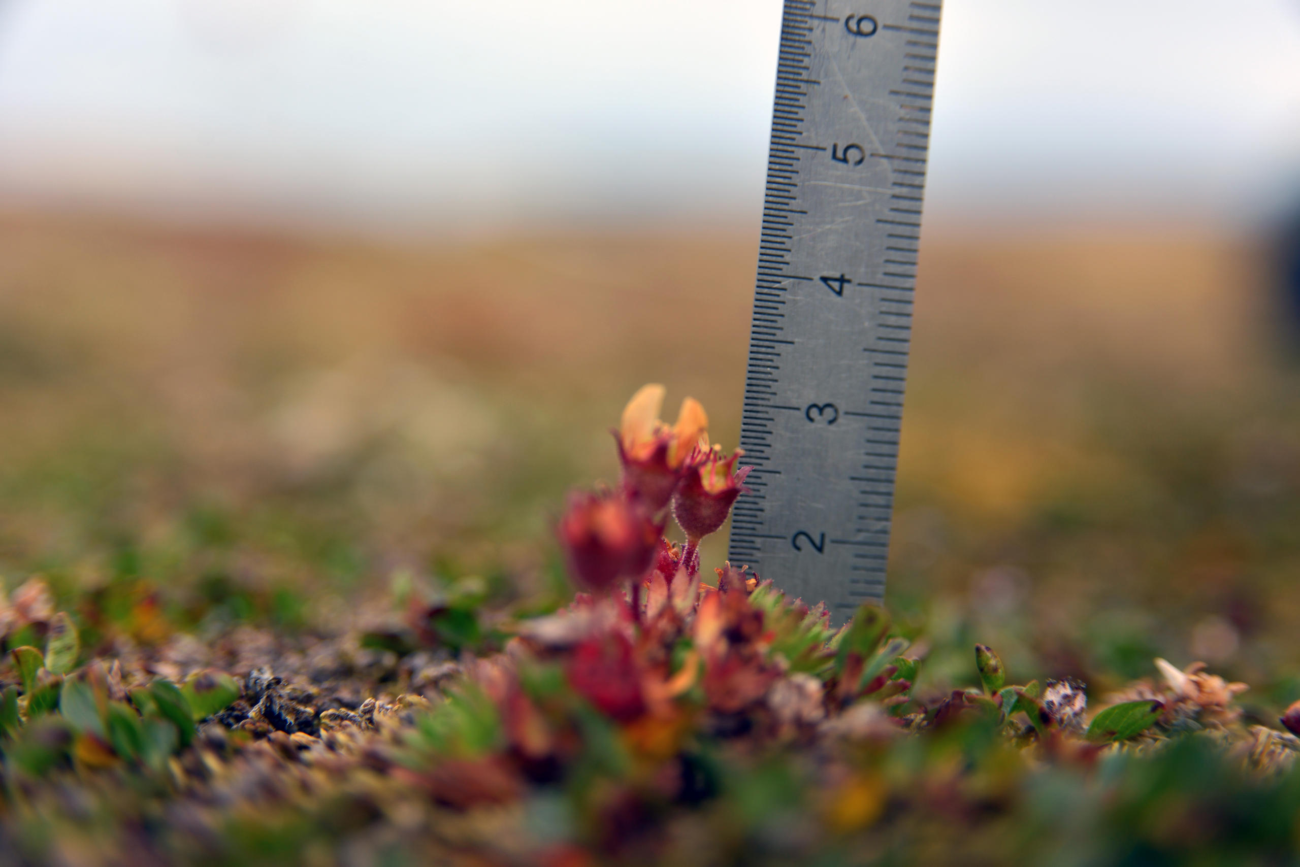 Measuring the traits of the tufted saxifrage