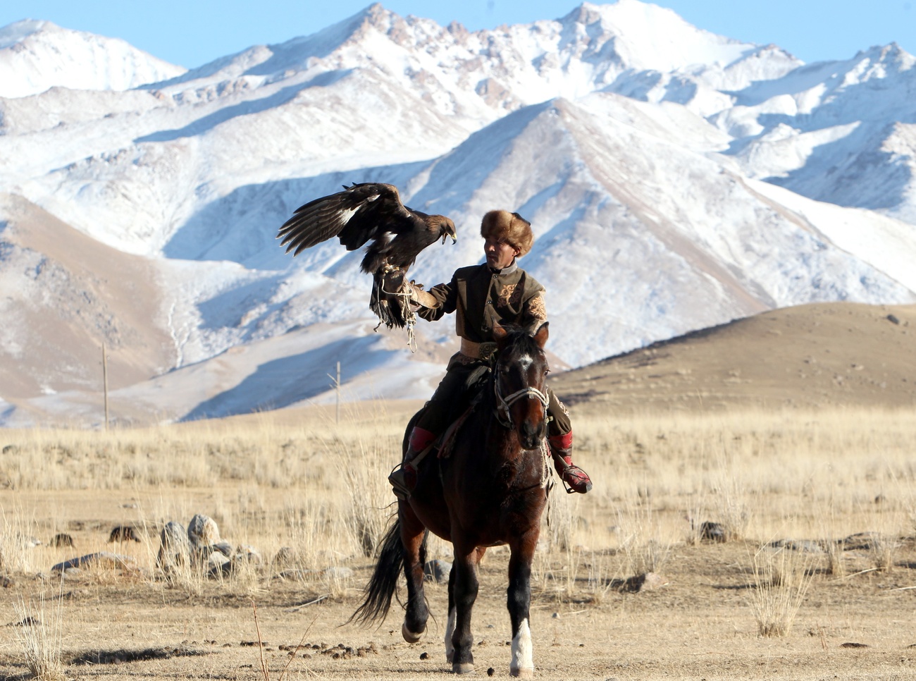 Mann auf Pferd mit Falke
