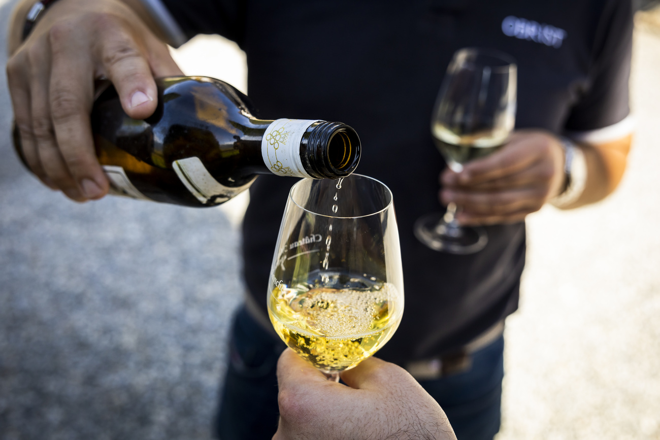 vino bianco viene versato in un bicchiere