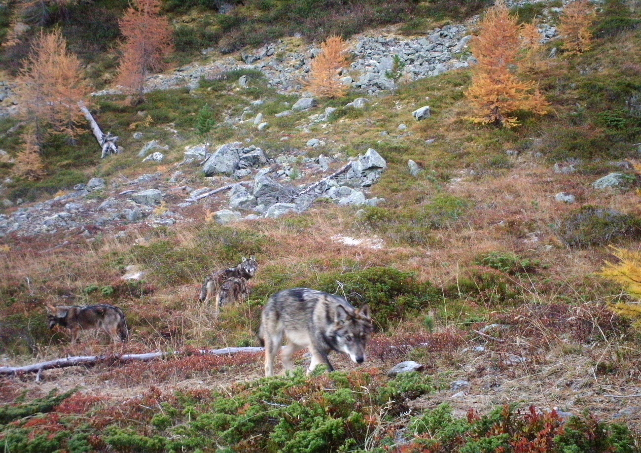 Wolf wanders in the wild in Switzerland