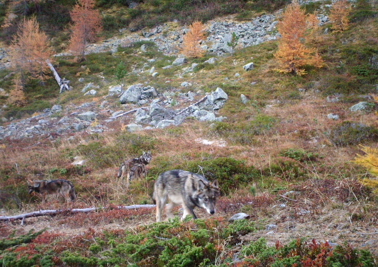Swiss canton votes to cull entire wolf pack - SWI swissinfo.ch