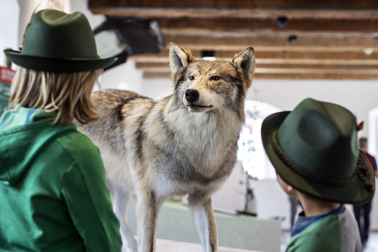 Swiss canton votes to cull entire wolf pack - SWI swissinfo.ch