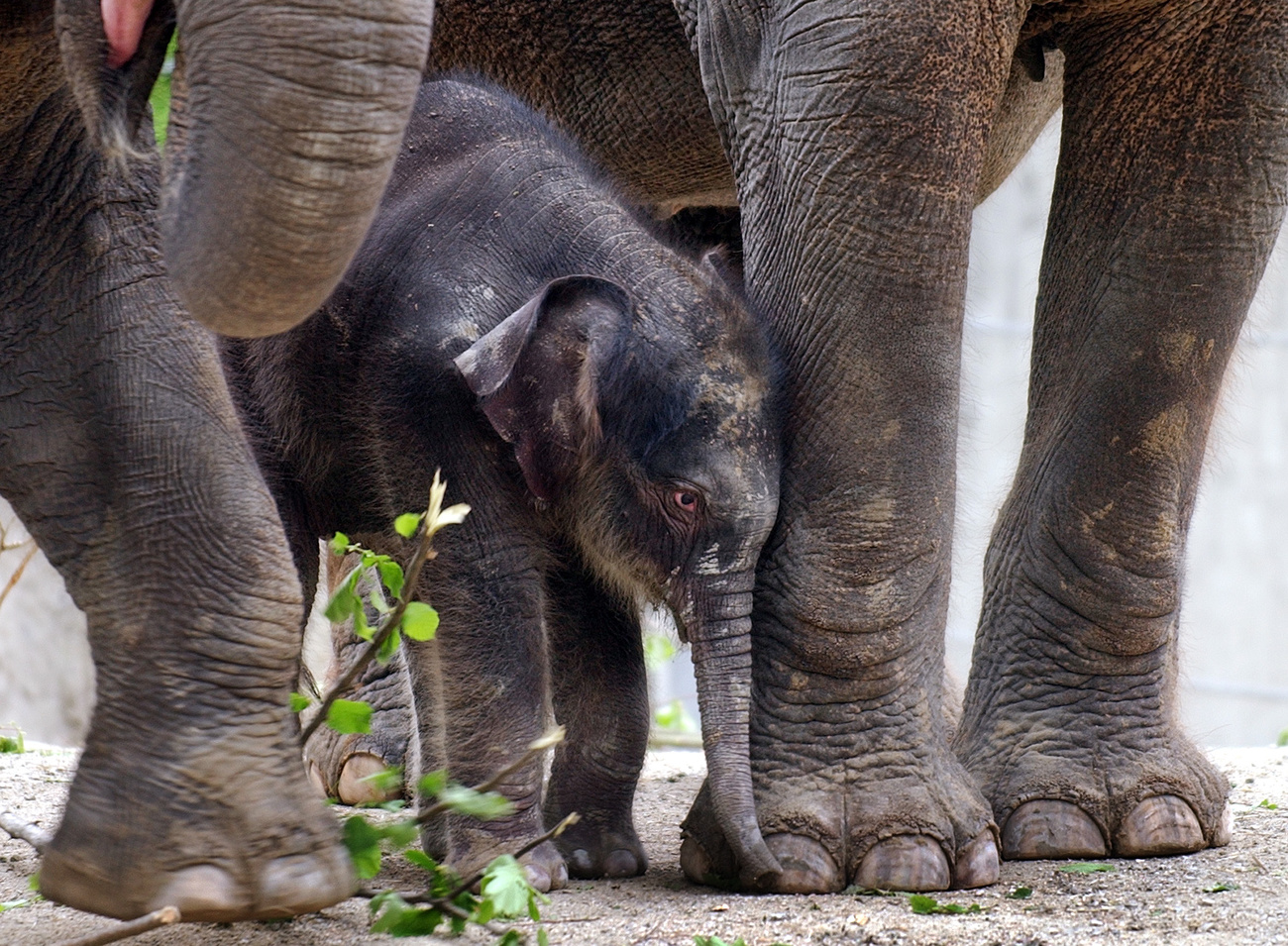 baby elephant in Zurich