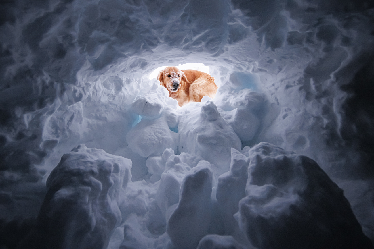 Dog looking into a snow hole