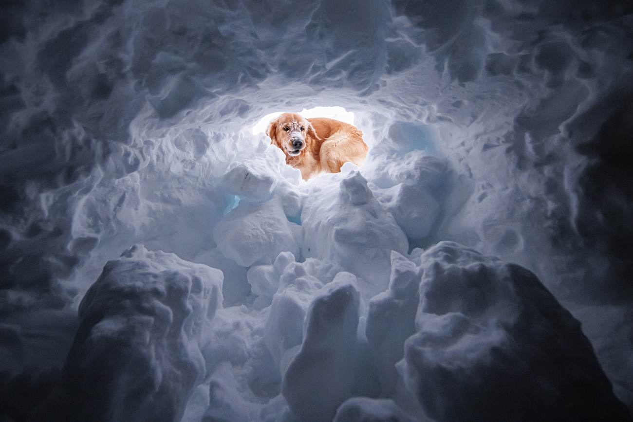 Dog looking into a snow hole