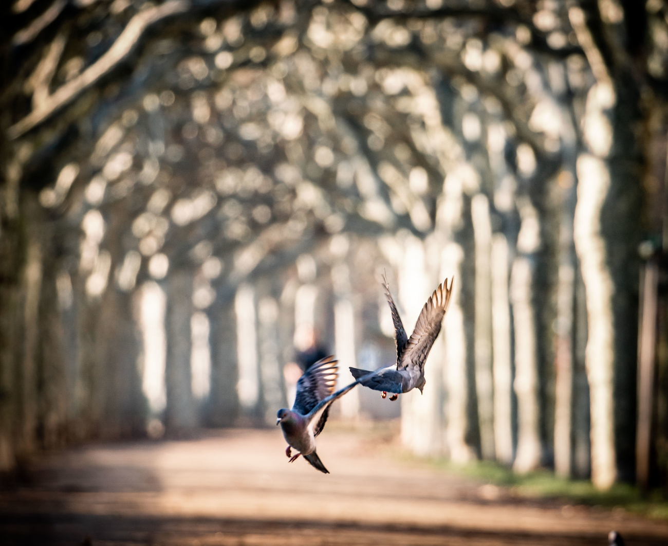 pigeons amid trees