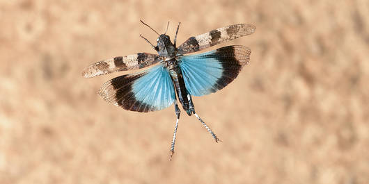 Blue-winged grasshopper