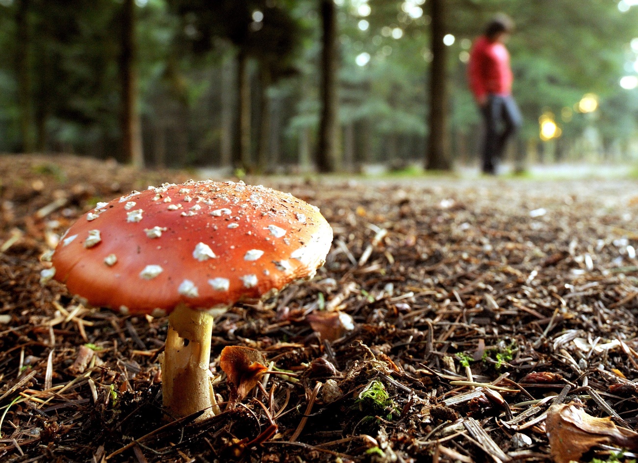 Poisonous mushroom