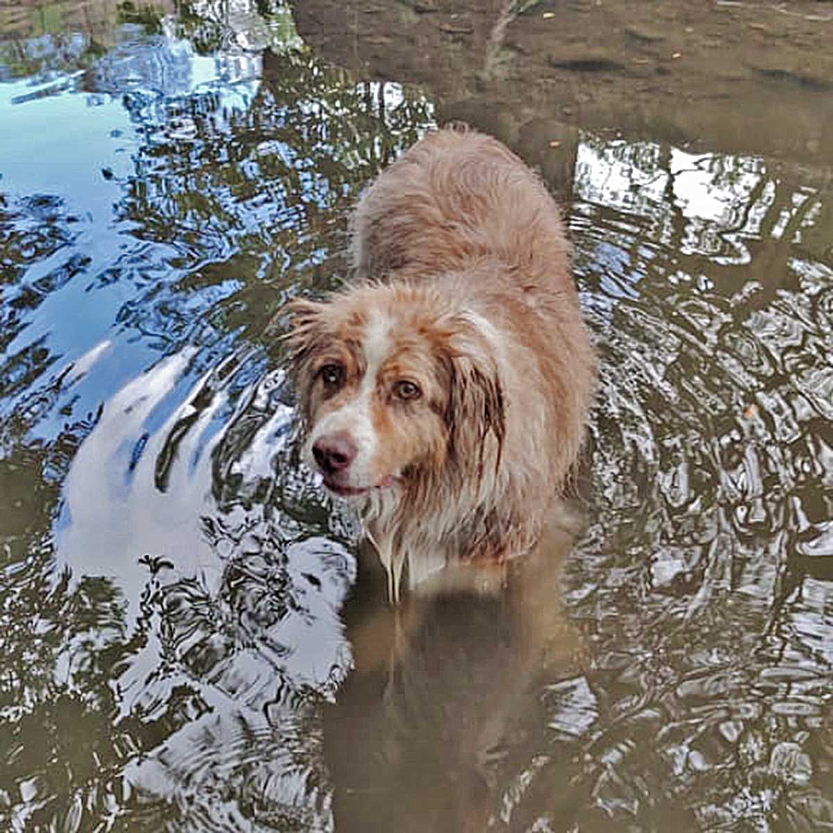 un chien dans l eau d une rivière