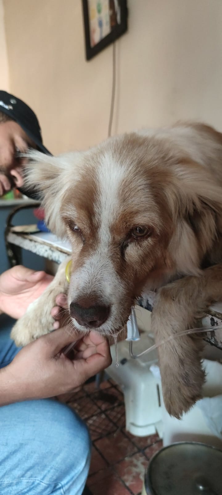 perrito en el veterinario
