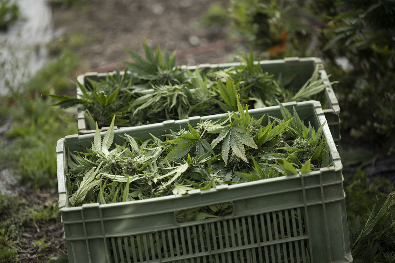 Due casse di plastica piene di canapa appena raccolta.