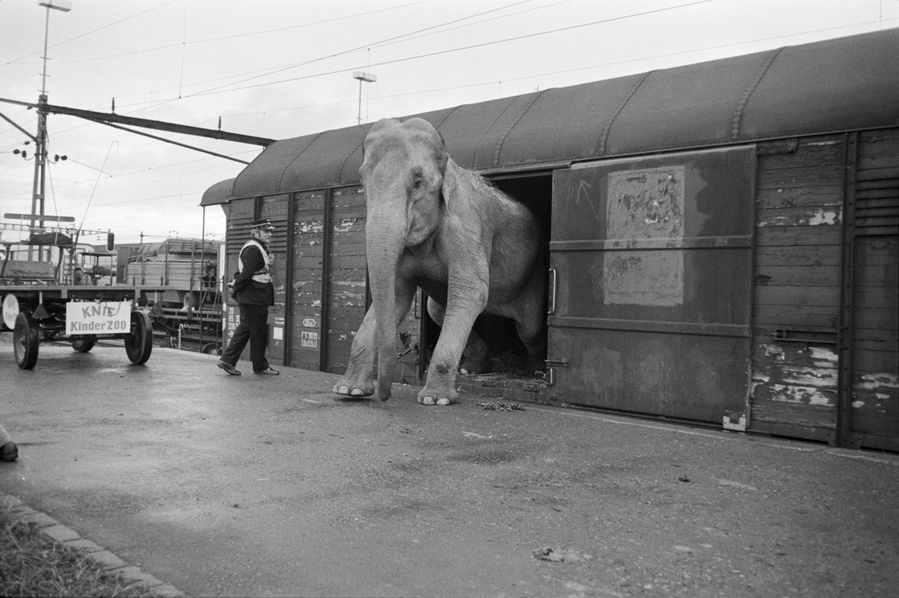 an elephant in a train carriage