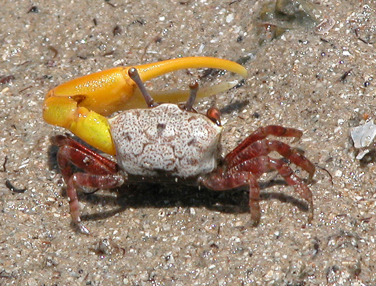 coloured fiddler crab