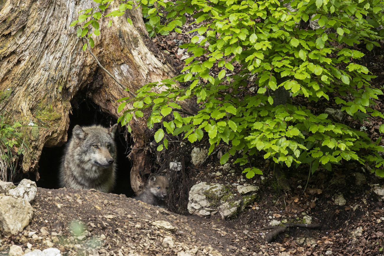 Wölfin und Welpe kommen aus einer Höhle