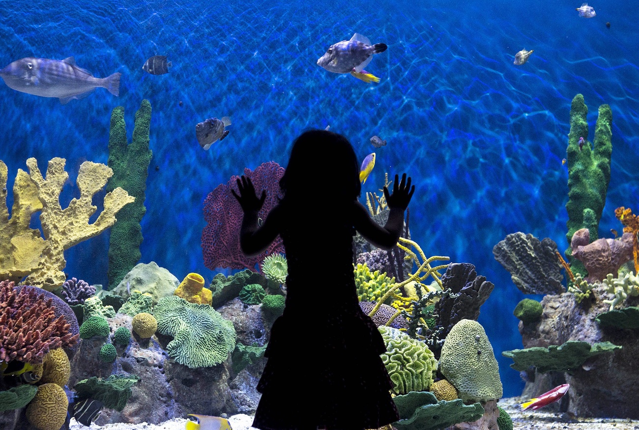 Child looking at fish at an aquarium