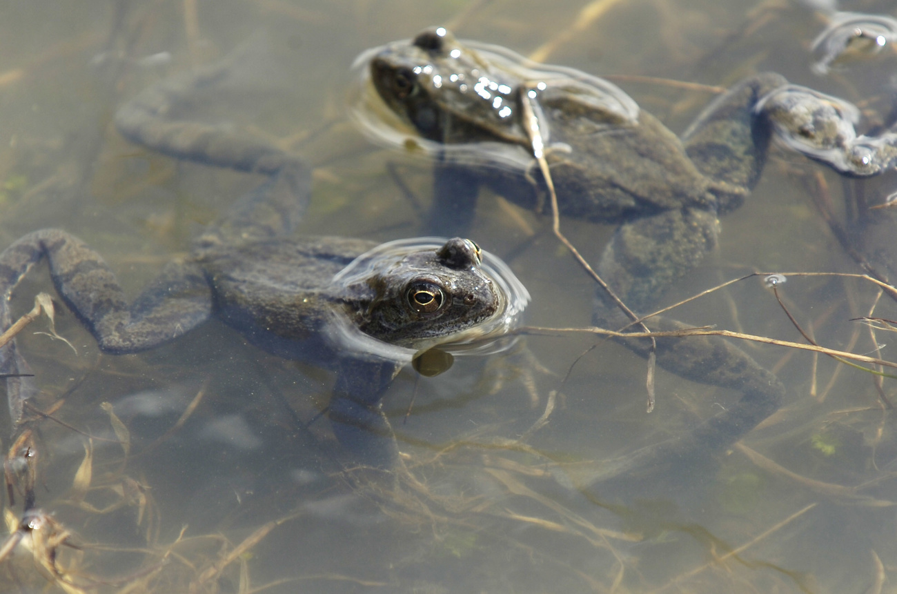 瑞士东部某个池塘里的青蛙。虽然瑞士所有的本地青蛙都受到保护，但为食用青蛙腿进口活青蛙却是合法的。