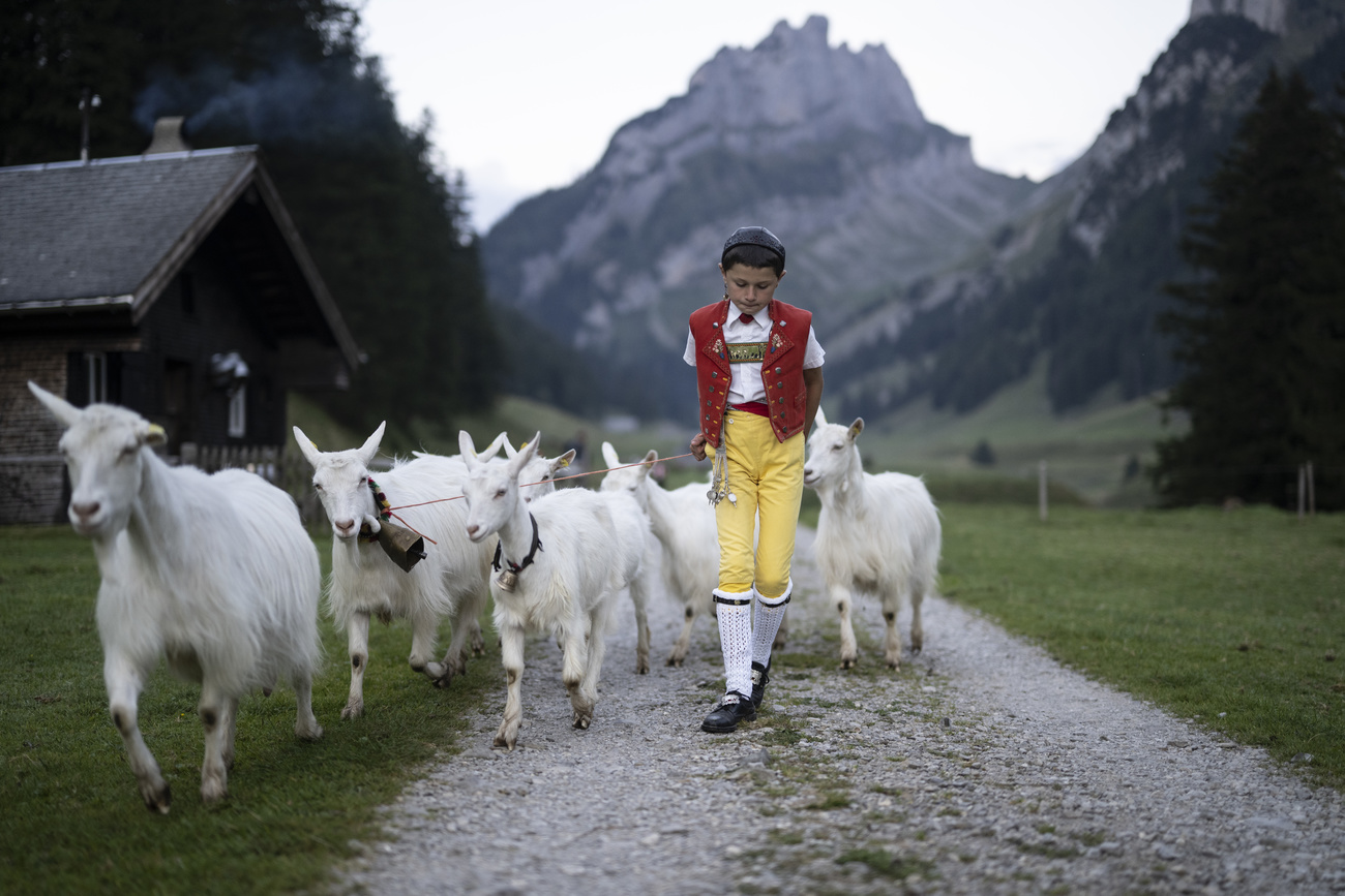 Young goatherd
