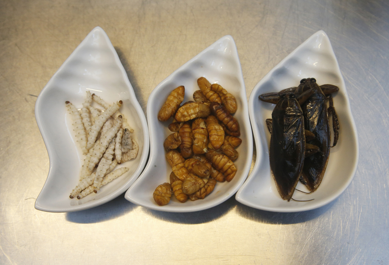Essbare Insekten