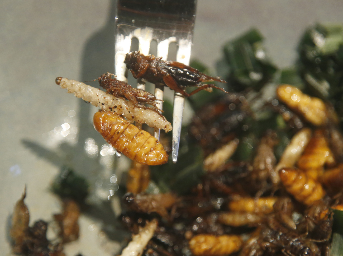 Essbare Insekten