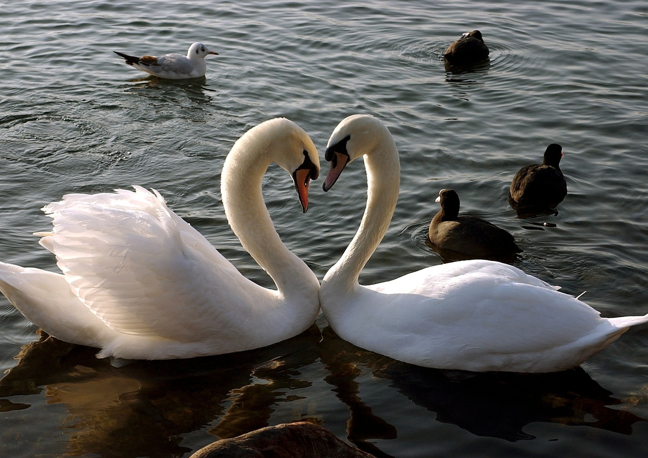 Two swans