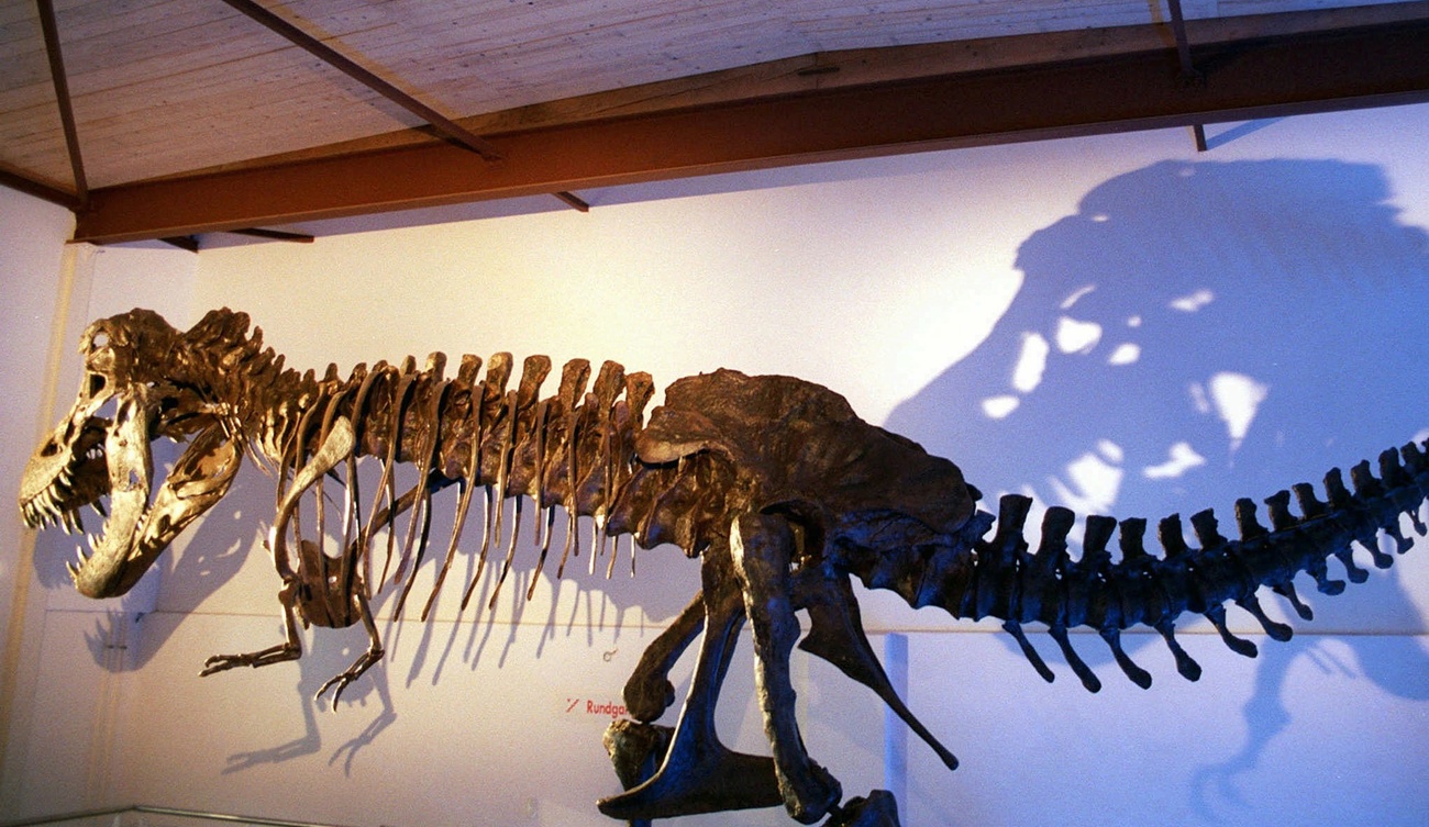 Skeleton of a dinosaur