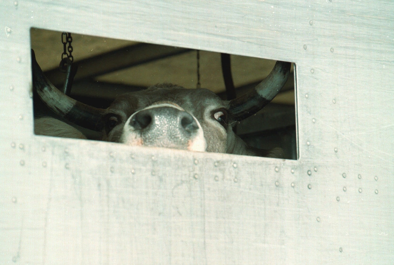 Cow looking through window of trailer