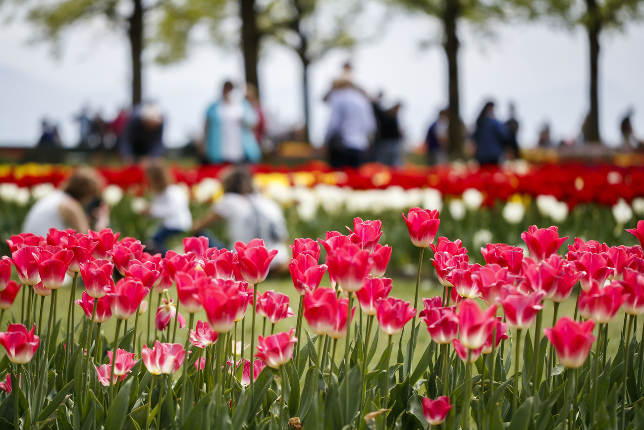 Tulipani rossi a Morges.