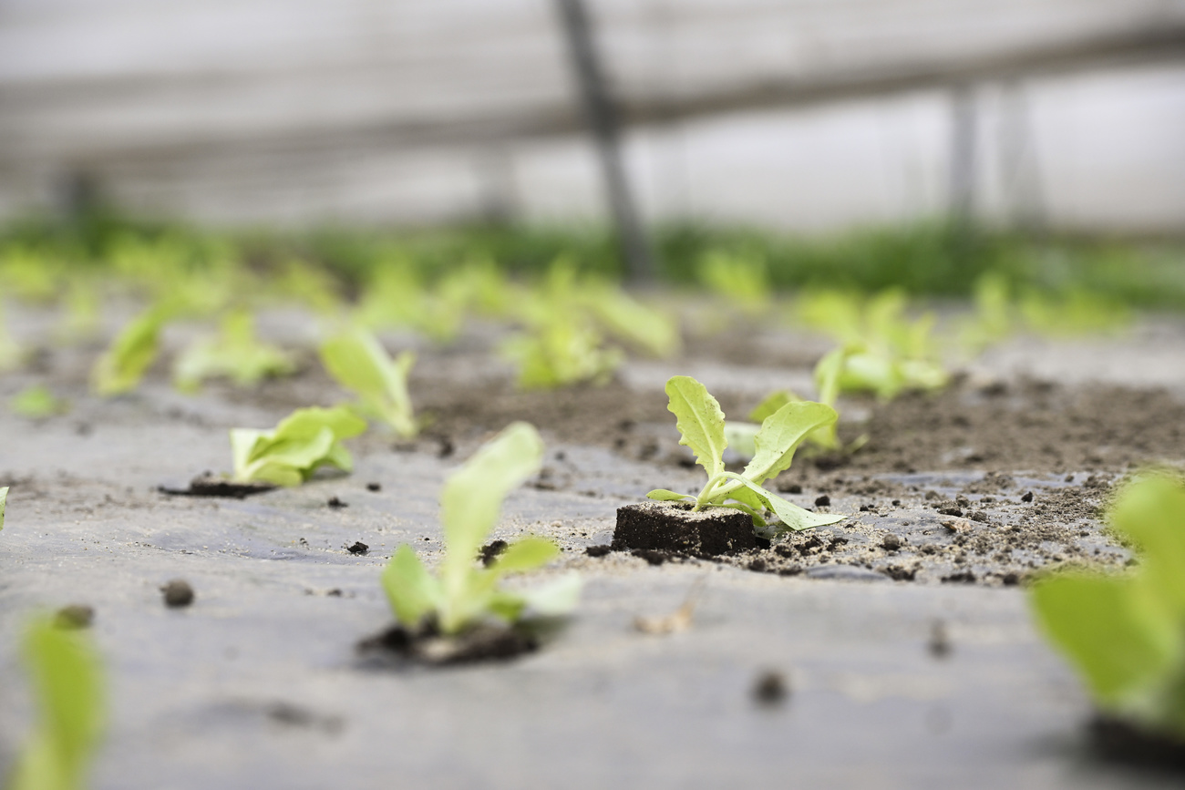 Sucho Experts warn of drought this summer - SWI swissinfo.ch