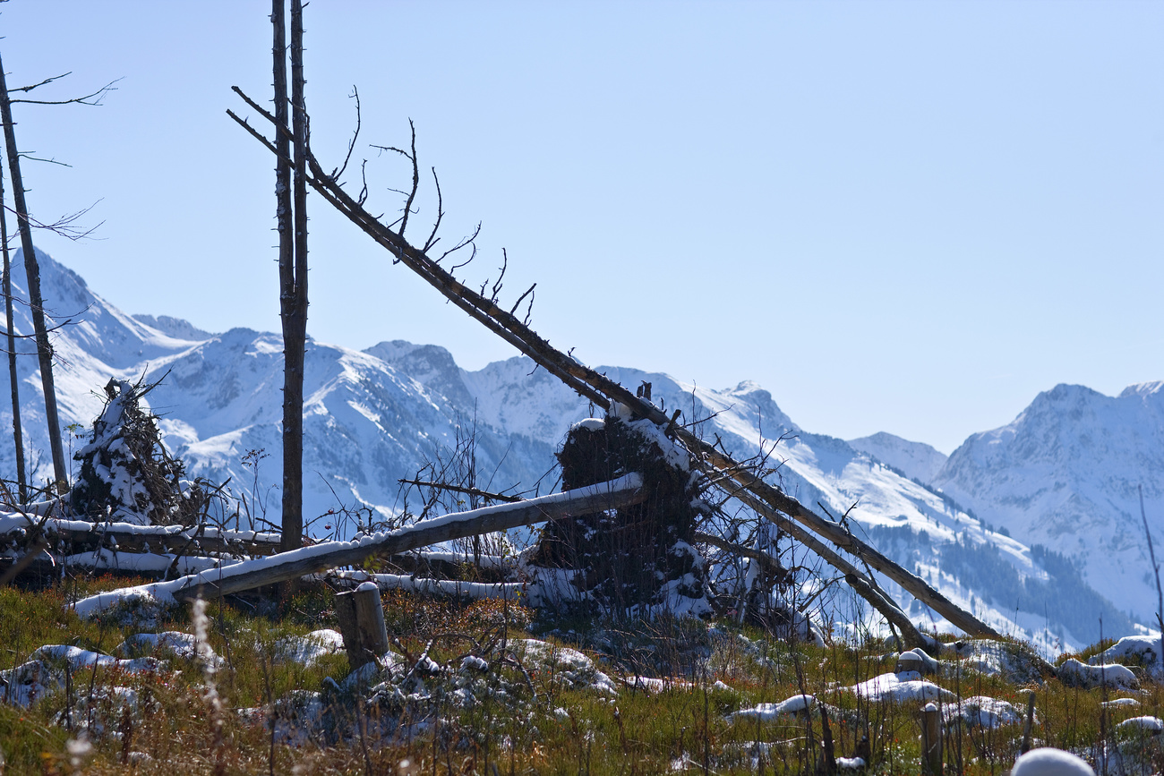 Storm Lothar damage in Switzerland in 1999.