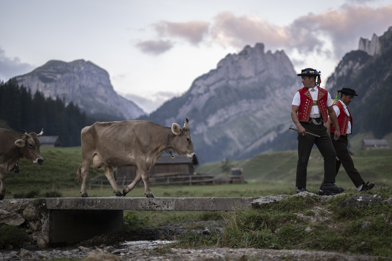 Swiss Alpine farmer walks with his cows in the mountains at sunset.