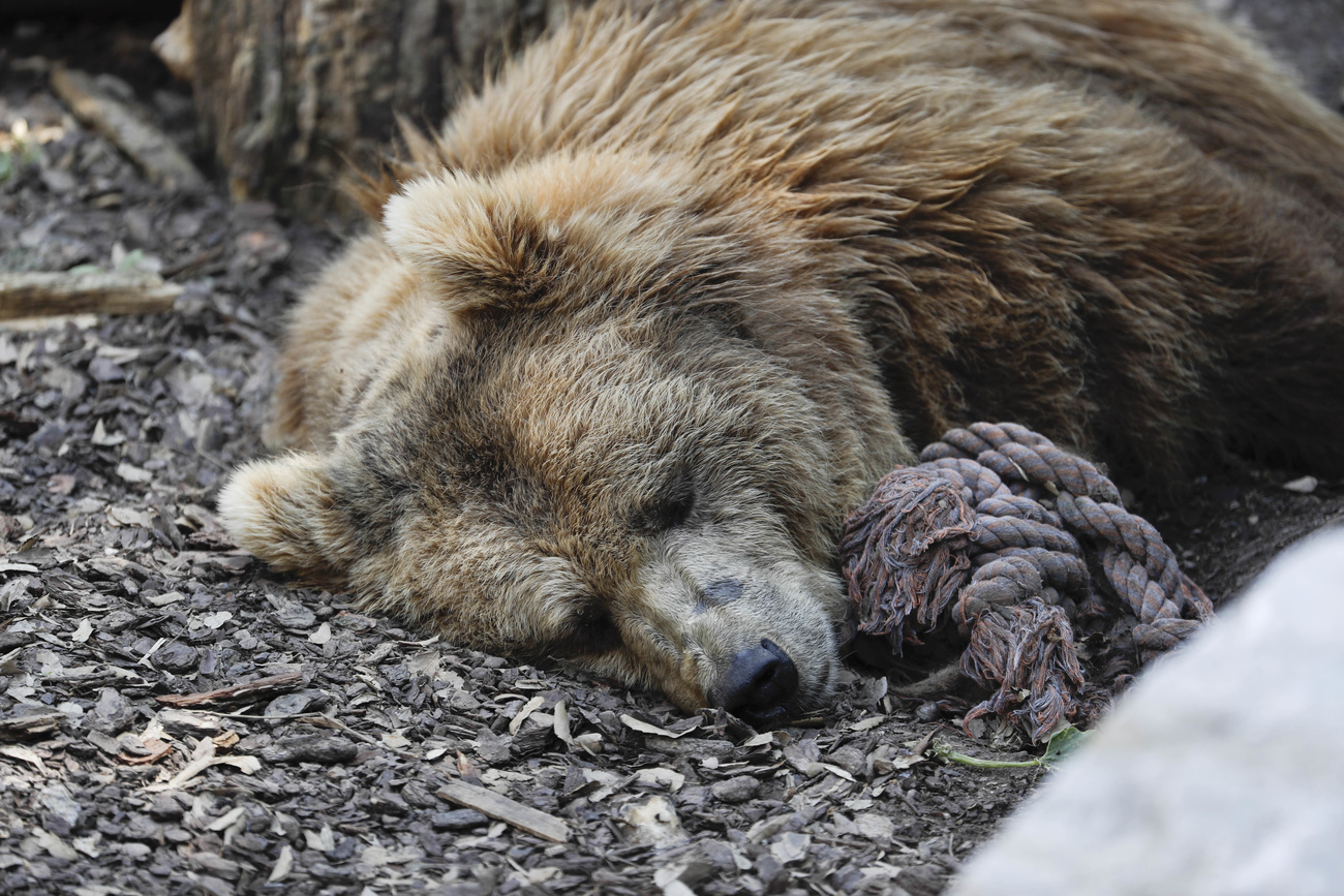 orso bruno dorme