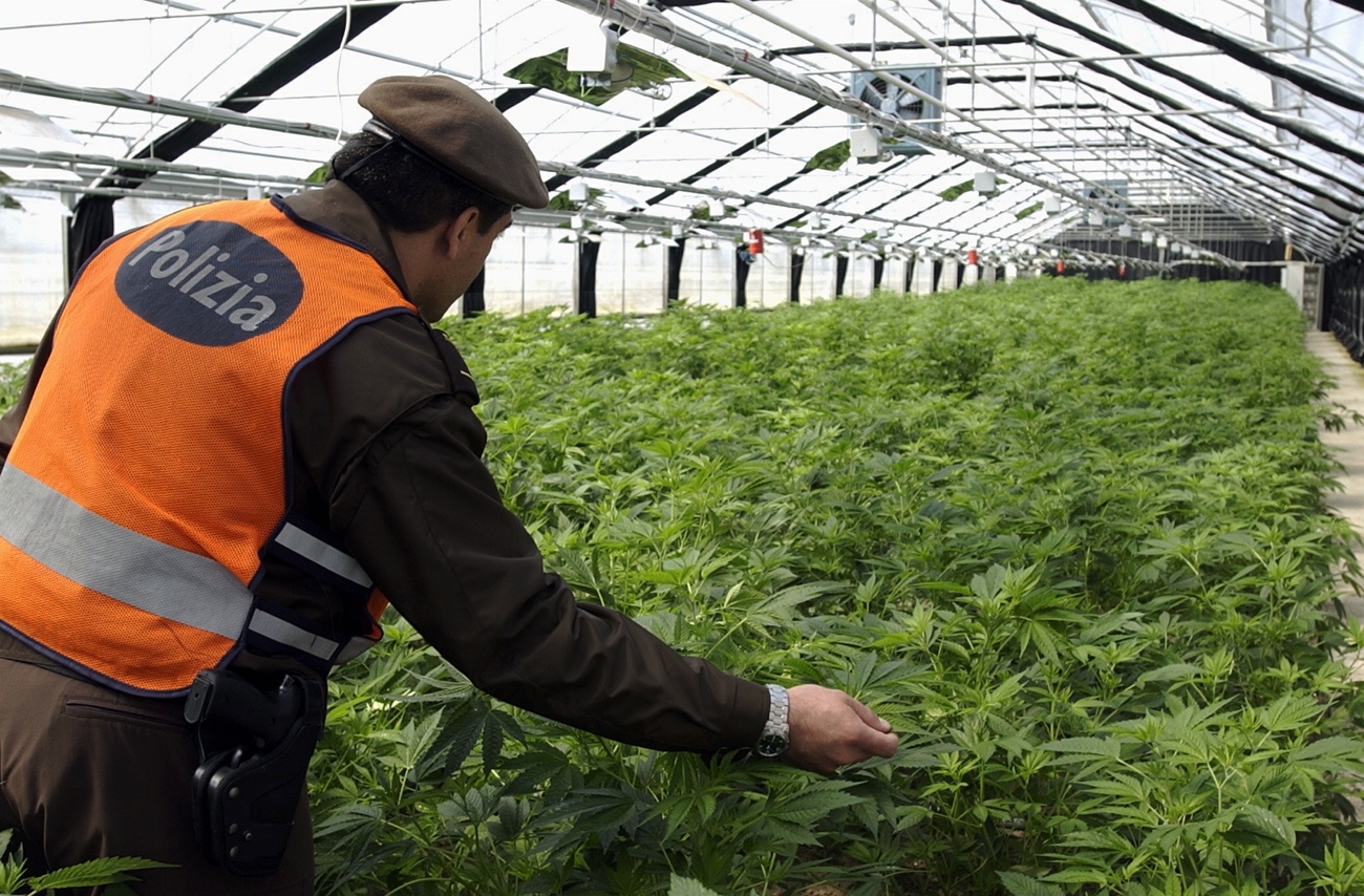Poliziotto in una serra di marijuana nel 2003.