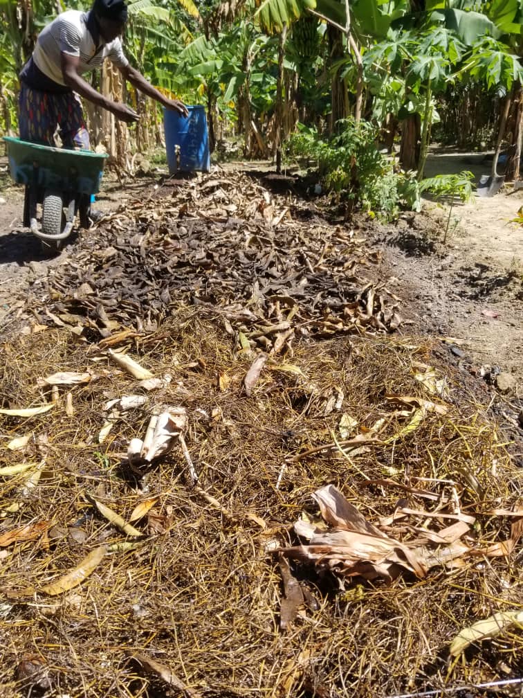 Granjero trabajando en Saint Louis du Nord, Haiti