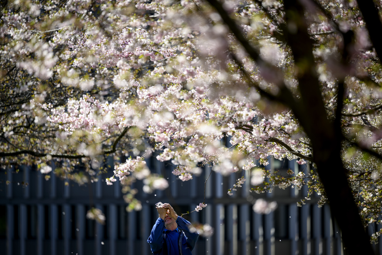 cherry blossom tree