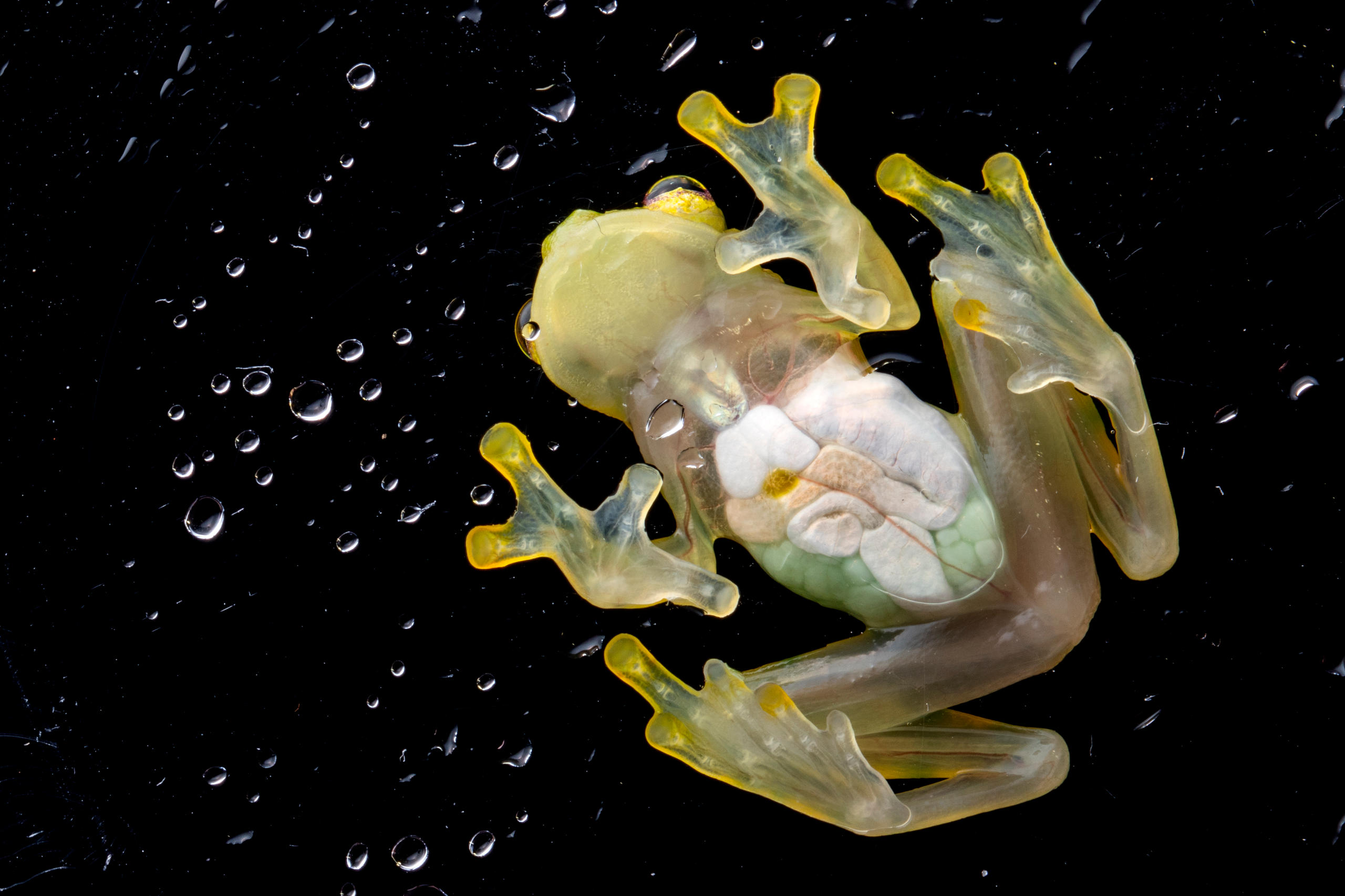 una rana transparente que se le ve los intestinos