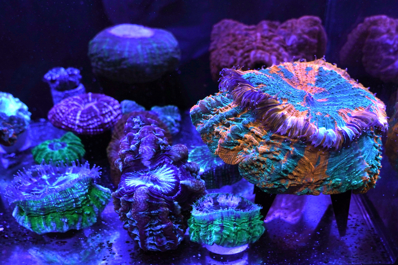 corals