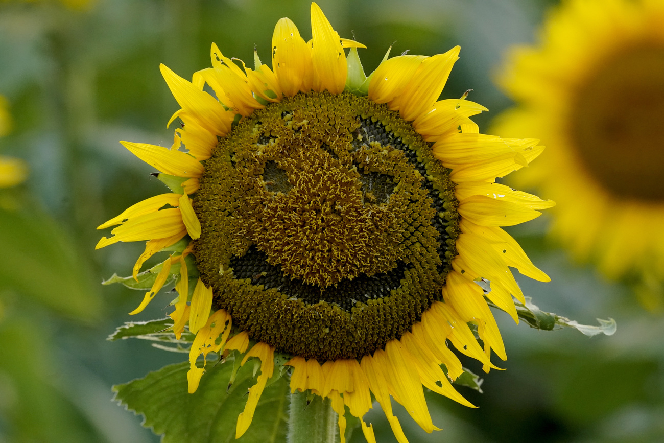 girasole sorridente