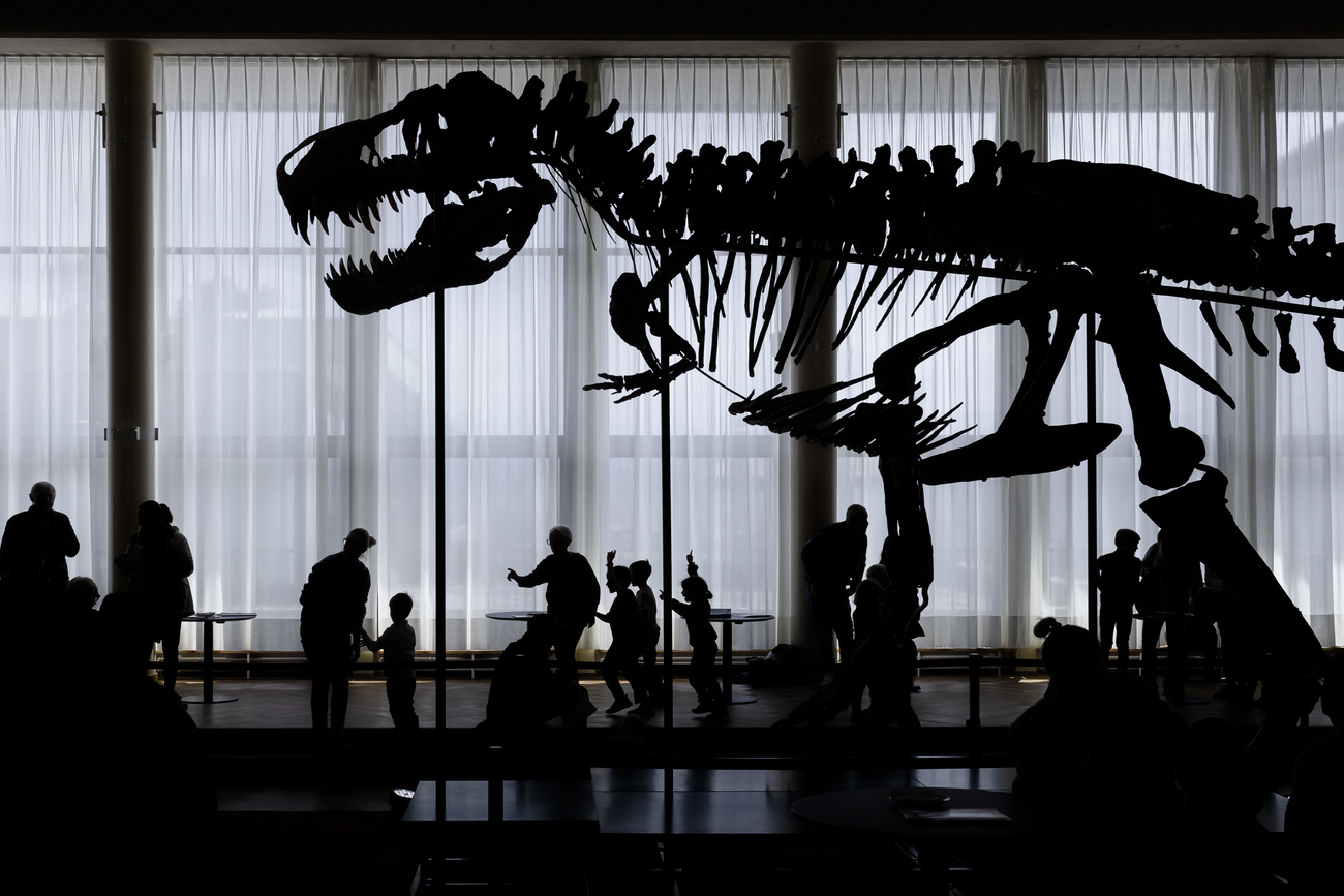 Riesiges Skelett eines Dinosaurierer